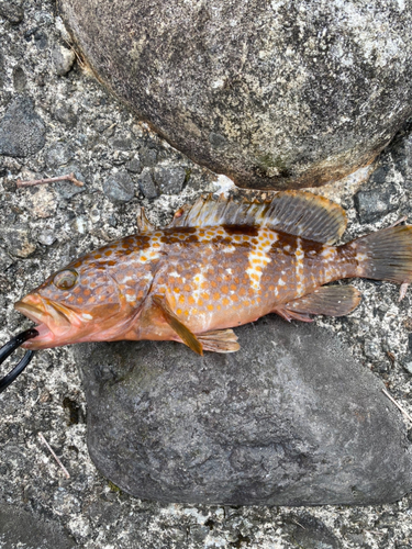 キジハタの釣果