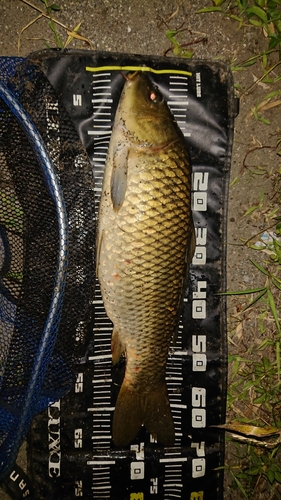 コイの釣果