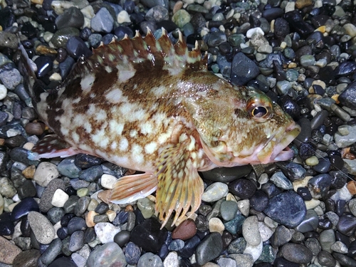 カサゴの釣果