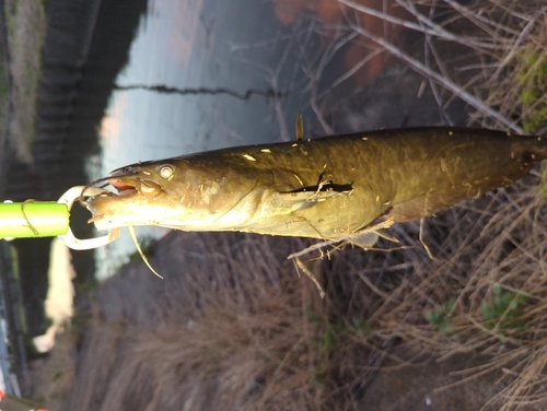 ナマズの釣果