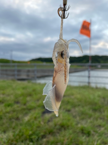 マメイカの釣果