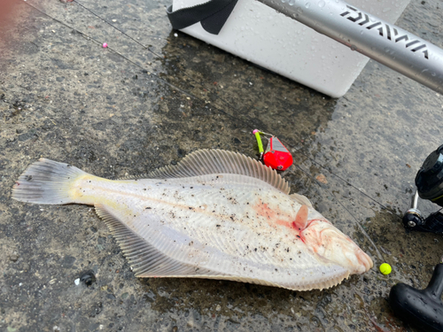 カレイの釣果