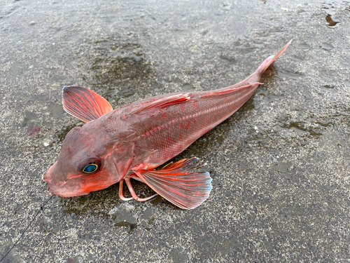 カナガシラの釣果