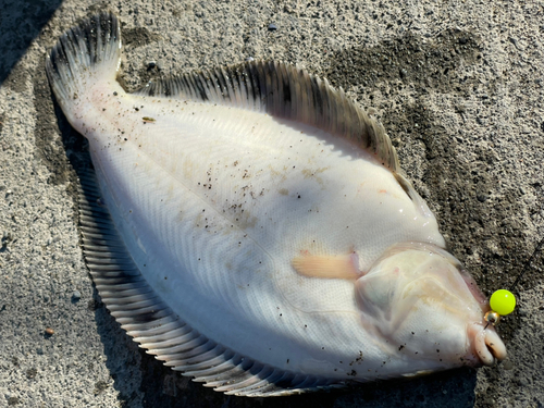 カレイの釣果