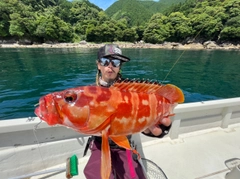 アカハタの釣果