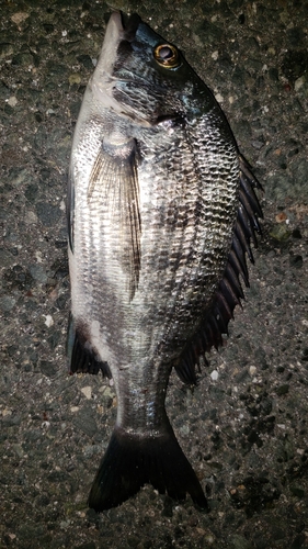 チヌの釣果