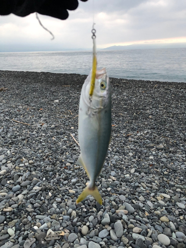 ショゴの釣果