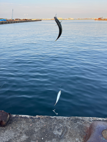 サバの釣果