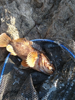 ムラソイの釣果