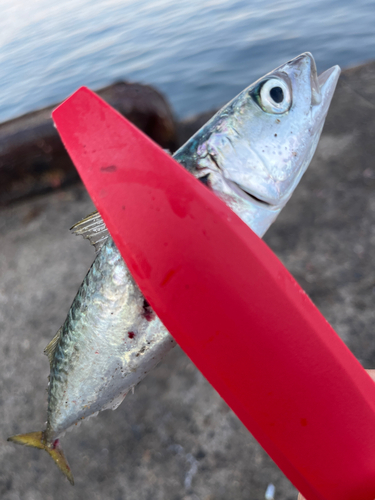 サバの釣果