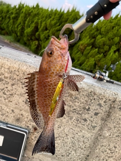 オオモンハタの釣果