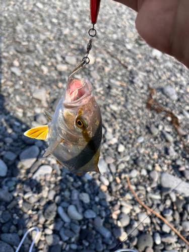 ショゴの釣果