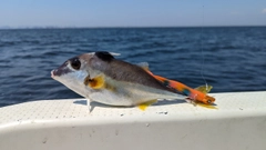 ギマの釣果
