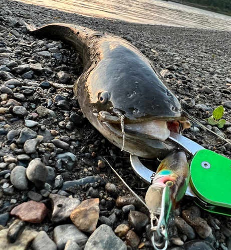 ナマズの釣果