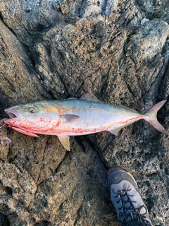 ハマチの釣果