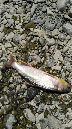 ハスの釣果