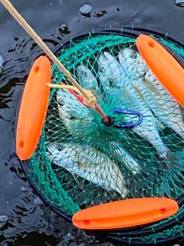 イシモチの釣果