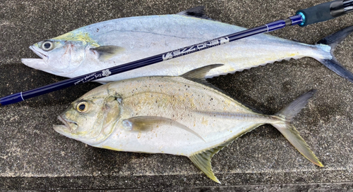 オニヒラアジの釣果