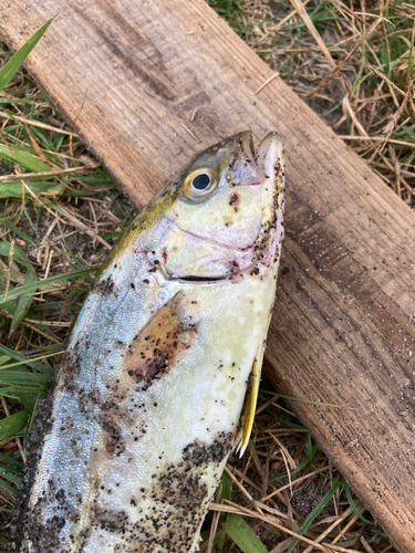 ショゴの釣果