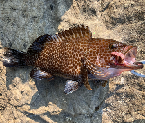 オオモンハタの釣果