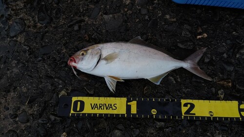 ショゴの釣果