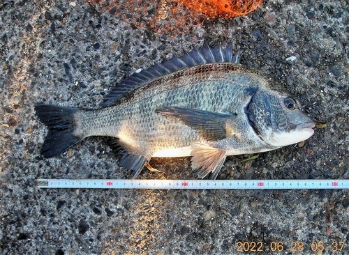 クロダイの釣果