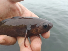 エゾイソアイナメの釣果