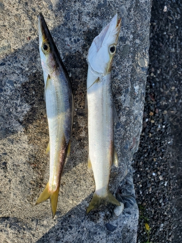 カマスの釣果