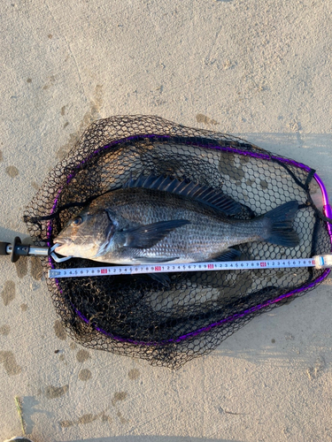 チヌの釣果