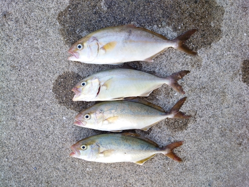 ショゴの釣果