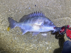 キビレの釣果