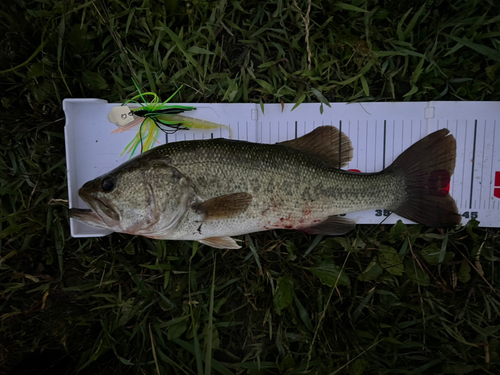 ラージマウスバスの釣果