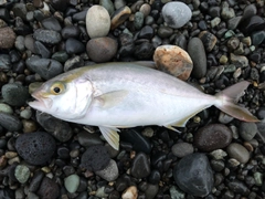 ショゴの釣果