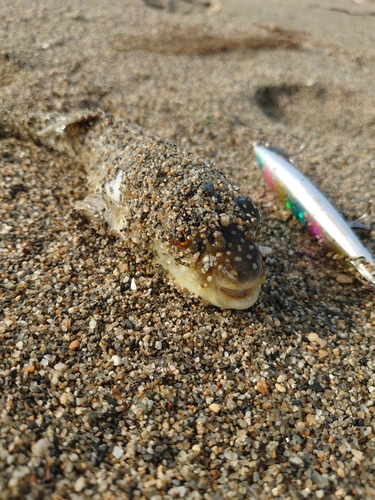 クサフグの釣果