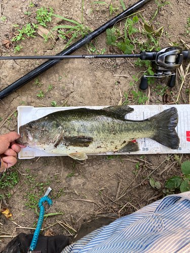 ラージマウスバスの釣果