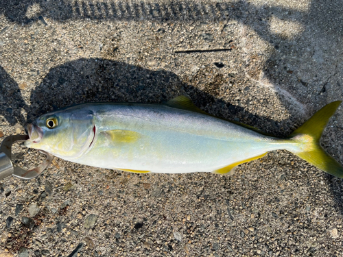 ワカシの釣果