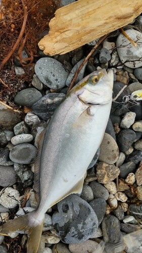 ショゴの釣果