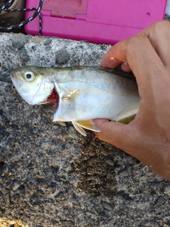 ショゴの釣果