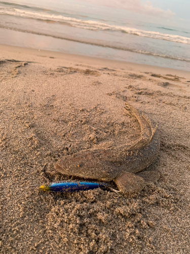 マゴチの釣果