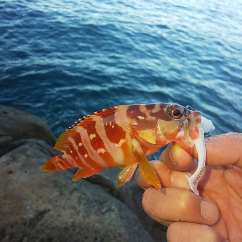 アカハタの釣果