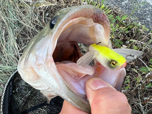 ブラックバスの釣果