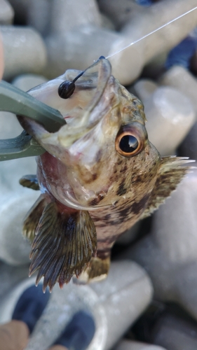 ソイの釣果