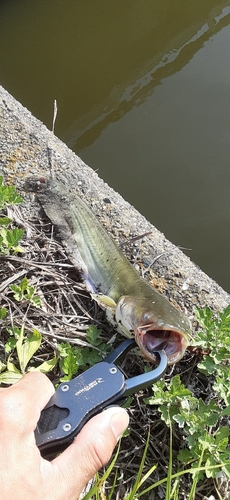 ナマズの釣果