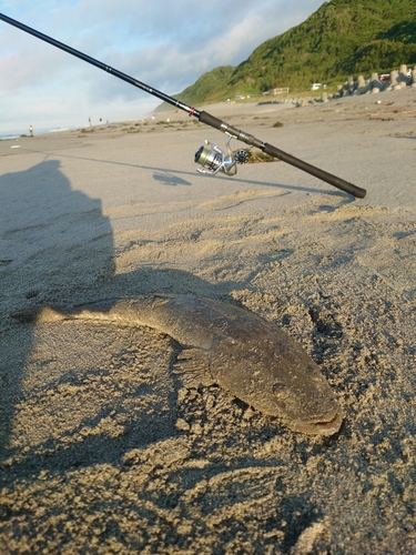 マゴチの釣果