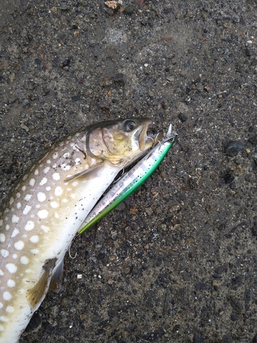 アメマスの釣果