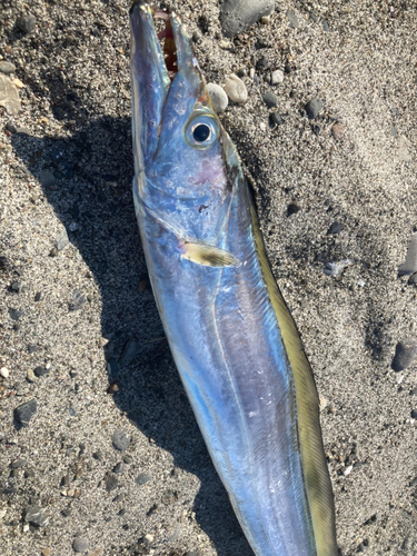 タチウオの釣果