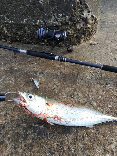 サバの釣果