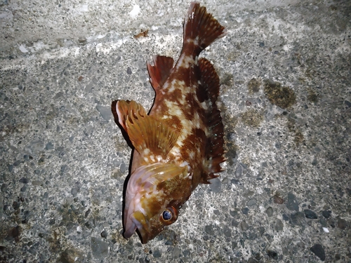 カサゴの釣果