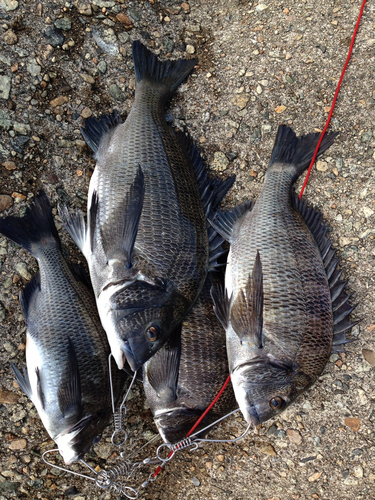 クロダイの釣果