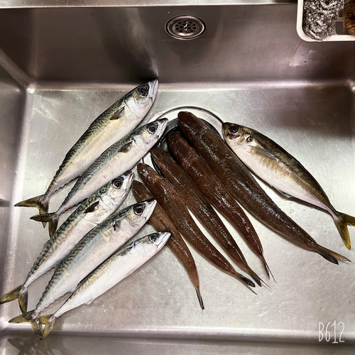 エソの釣果